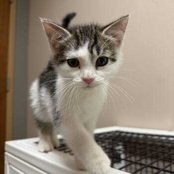 Rafe -  Domestic Short Hair Cat for Adoption in Oconto, Wisconsin - Rafe | PetCurious