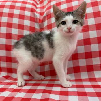 Shaggy -  Domestic Short Hair Cat for Adoption in Raleigh, North Carolina - Shaggy | PetCurious