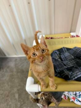 Jerry -  Domestic Short Hair Cat for Adoption in Medford, Wisconsin - Jerry | PetCurious