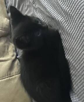 Domestic Medium Hair Cats Available for Adoption - Falcon | PetCurious