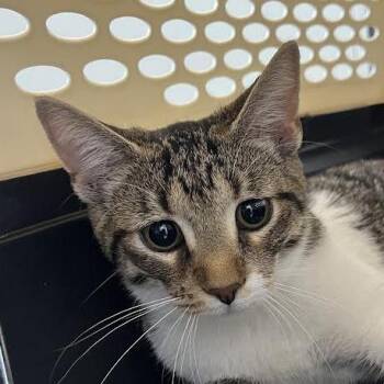 Shooting Star -  Domestic Short Hair Cat for Adoption in Dearborn, Michigan - Shooting Star | PetCurious