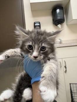 Lisa -  Domestic Long Hair and Domestic Short Hair Cat for Adoption in Palm Coast, Florida - Lisa | PetCurious