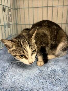 Eloise -  Domestic Short Hair Cat for Adoption in Gainesville, Florida - Eloise | PetCurious