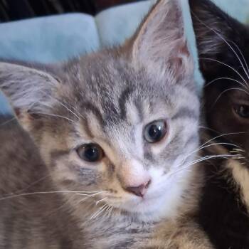 Tilly -  Domestic Short Hair Cat for Adoption in Layton, Utah - Tilly | PetCurious