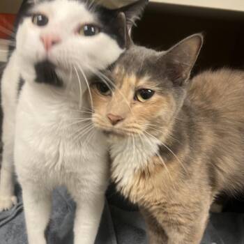 Paige -  Domestic Short Hair Cat for Adoption in Fairport, New York - Paige | PetCurious