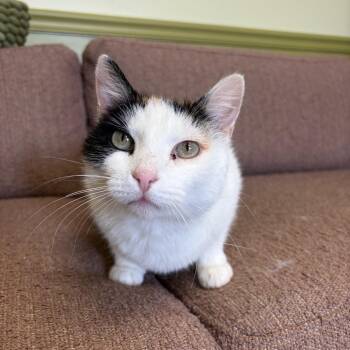 Lovebug -  Domestic Short Hair Cat for Adoption in Bloomington, Illinois - Lovebug | PetCurious