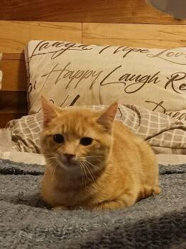 Domestic Short Hair Cats Available for Adoption - Flicker | PetCurious