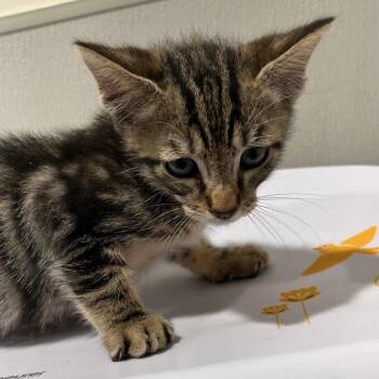 Fowler -  Domestic Short Hair Cat for Adoption in Tampa, Florida - Fowler | PetCurious