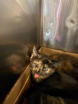 Wren -  Domestic Short Hair Cat for Adoption in Sevierville, Tennessee - Wren | PetCurious