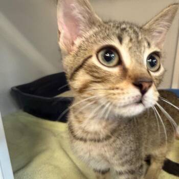 Opie -  Domestic Short Hair Cat for Adoption in Sarasota, Florida - Opie | PetCurious