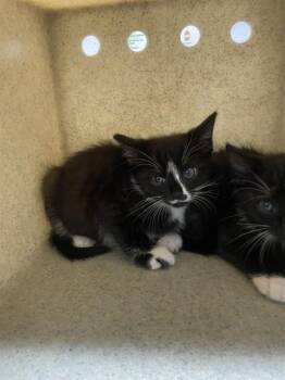 Domestic Short Hair Cats Available for Adoption in Tallahassee, Florida - SLICE | PetCurious