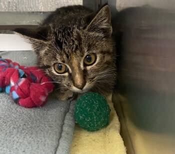 Domestic Short Hair Cats Available for Adoption in Plano, Texas - Tabitha A217500 | PetCurious