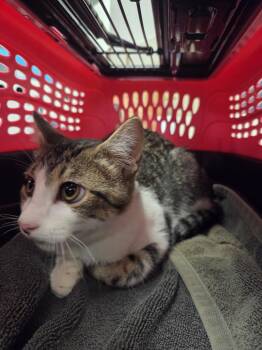 Clarence -  Domestic Short Hair Cat for Adoption in Allen, Texas - Clarence | PetCurious