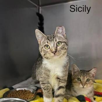 Sicily -  Domestic Short Hair Cat for Adoption in Knoxville, Tennessee - Sicily | PetCurious