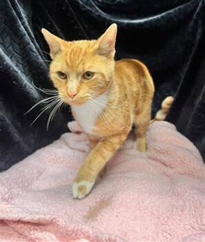 Domestic Short Hair Cats Available for Adoption - A1259278 | PetCurious