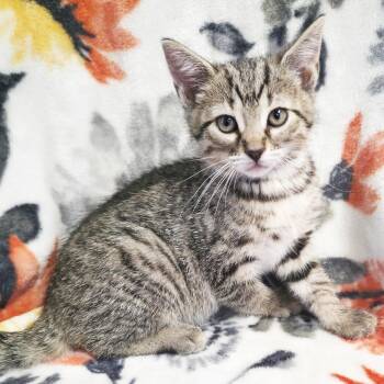 Rosie -  Domestic Short Hair Cat Available for Adoption in Mt. Juliet, Tennessee - Rosie | PetCurious