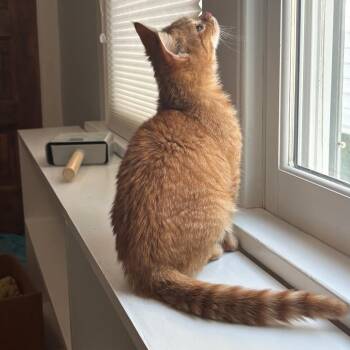 Thor -  Domestic Short Hair Cat for Adoption in Evanston, Illinois - Thor | PetCurious
