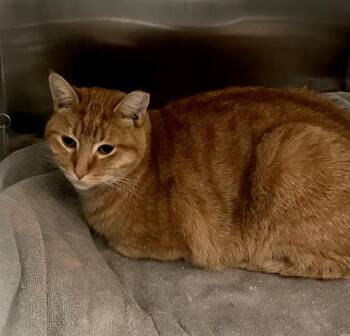 Domestic Short Hair Cats Available for Adoption - COCA | PetCurious