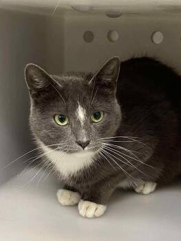 Domestic Short Hair Cats Available for Adoption - Jade | PetCurious