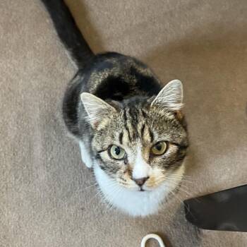 Domestic Short Hair Cats Available for Adoption - Lover Boy | PetCurious