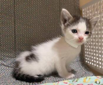Domestic Short Hair Cats Available for Adoption - BLINKY | PetCurious