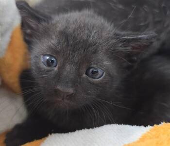 A2475679 -  Domestic Short Hair Cat Available for Adoption in Fort Lauderdale, Florida - A2475679 | PetCurious