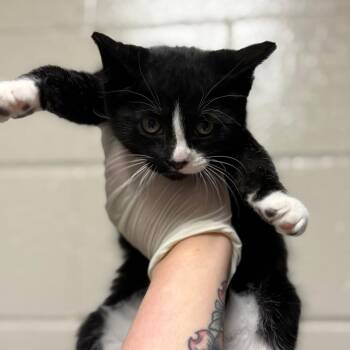 Domestic Medium Hair Cats Available for Adoption in Reno, Nevada - Chanel | PetCurious