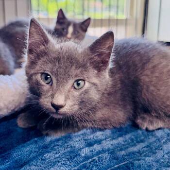 Caboose -  Manx Cat for Adoption in Lebanon, Missouri - Caboose | PetCurious