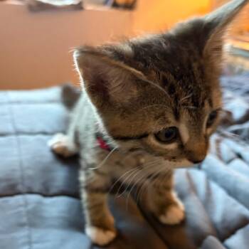 Maple 7 -  Domestic Short Hair Cat for Adoption in Austin, Texas - Maple 7 | PetCurious