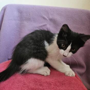 Jupiter -  Domestic Short Hair Cat for Adoption in Baker City, Oregon - Jupiter | PetCurious