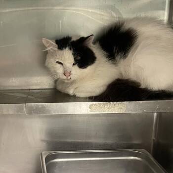 Domestic Long Hair Cats Available for Adoption in Galax, Virginia - Milkweed | PetCurious