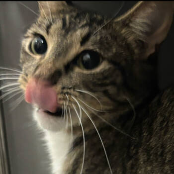 Rescue Domestic Short Hair Cats for Adoption in Merrifield, Virginia - Ladybug Bedford | PetCurious