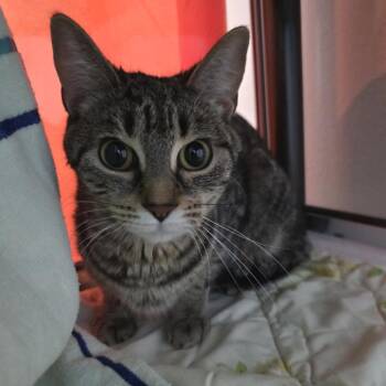 Katie -  Domestic Short Hair Cat for Adoption in Oshkosh, Wisconsin - Katie | PetCurious