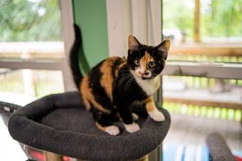 Pebbles -  Domestic Short Hair Cat for Adoption in Morgantown, West Virginia - Pebbles | PetCurious