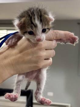 Domestic Short Hair Cats Available for Adoption in Gilberts, Illinois - CAT - Footsie | PetCurious