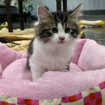 Felix -  Domestic Medium Hair Cat Available for Adoption in Fairmont, West Virginia - Felix | PetCurious
