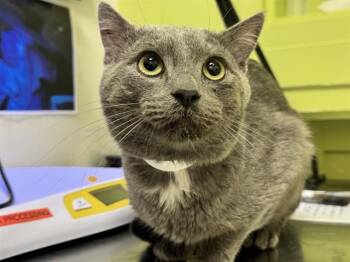 DARWIN -  Domestic Short Hair Cat for Adoption in Pueblo, Colorado - DARWIN | PetCurious