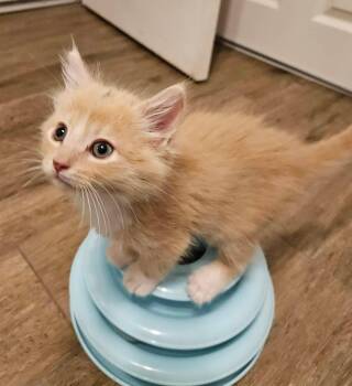 Kylo Ren -  Tabby Cat Available for Adoption in San Juan Capistrano, California - Kylo Ren | PetCurious