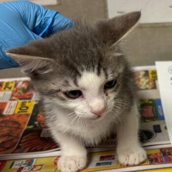 Aries -  Domestic Short Hair Cat for Adoption in Yuma, Arizona - Aries | PetCurious