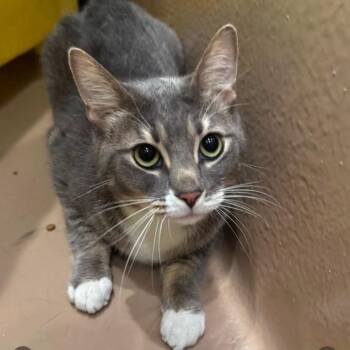Lumi -  Domestic Short Hair Cat for Adoption in Los Angeles, California - Lumi | PetCurious