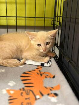 Pedro Pspspscal and Penelope Purrz -  Tabby and Domestic Short Hair Cat for Adoption in Walnut Creek, California - Pedro Pspspscal And Penelope Purrz | PetCurious