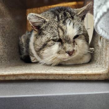 Domestic Short Hair Cats Available for Adoption - Jim Bob | PetCurious