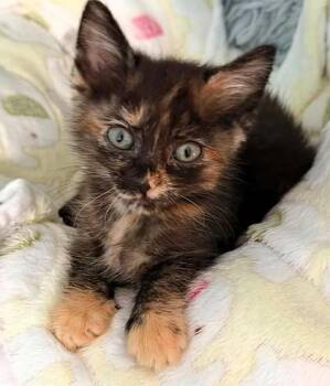 Charlotte -  Domestic Short Hair Cat for Adoption in Kansas City, Missouri - Charlotte | PetCurious