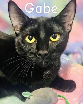Gabe - Rancho Cucamonga PetSmart -  Domestic Short Hair Cat for Adoption in Yorba Linda, California - Gabe - Rancho Cucamonga PetSmart | PetCurious