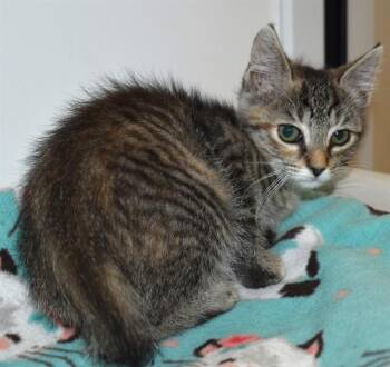 SHRUB -  Domestic Short Hair Cat for Adoption in Sarasota, Florida - SHRUB | PetCurious