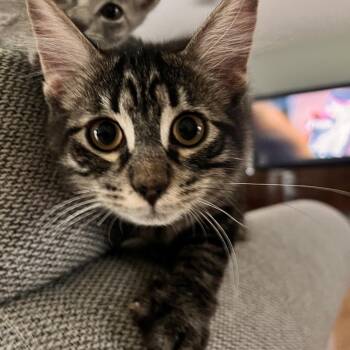 Diego -  Domestic Long Hair Cat for Adoption in Springfield, Ohio - Diego | PetCurious