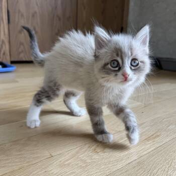 Churro -  Siamese Cat for Adoption in New Berlin, Wisconsin - Churro | PetCurious