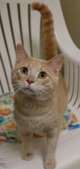 Runey -  Domestic Short Hair Cat for Adoption in Baraboo, Wisconsin - Runey | PetCurious