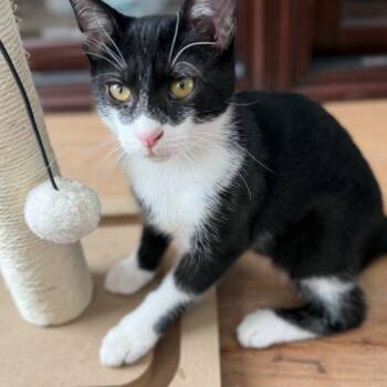 Snoopy -  Domestic Short Hair Cat for Adoption in Fishers, Indiana - Snoopy | PetCurious