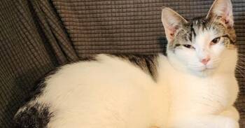 Ash -  Domestic Short Hair Cat for Adoption in Bowling Green, Ohio - Ash | PetCurious